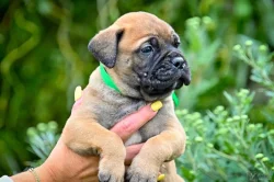 Bullmastiff; Bullmastif; Bulmastif s PP