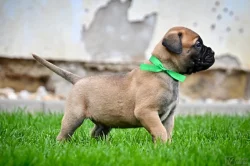 Bullmastiff; Bullmastif; Bulmastif s PP