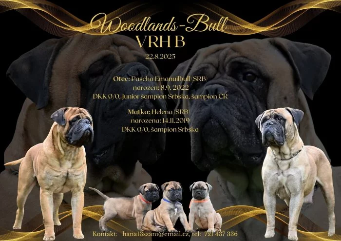 Bullmastiff; Bullmastif; Bulmastif s PP