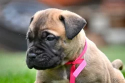 Bullmastiff; Bullmastif; Bulmastif s PP