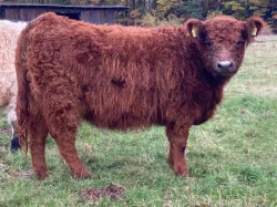 Prodám plemenné jalovice Galloway