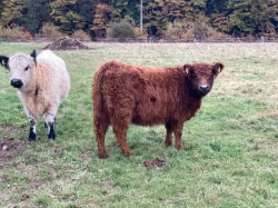 Prodám plemenné jalovice Galloway