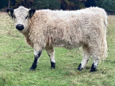 Prodám plemenné jalovice Galloway