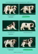 Poslední dvě volná štěňátka TORNJAK s PP