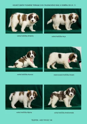 Štěňátka TORNJAK s PP