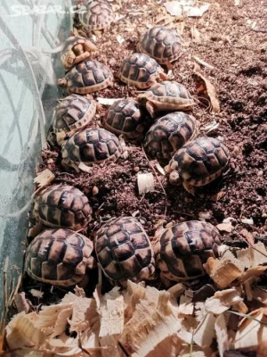 Želva vroubená -  Testudo marginata