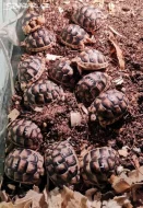 Želva vroubená -  Testudo marginata