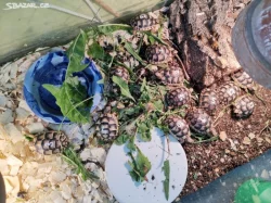 Želva vroubená -  Testudo marginata