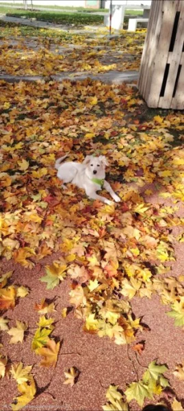 Zlatý retrívr křižený