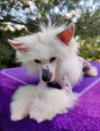 Čínský chocholatý pes - štěně s PP