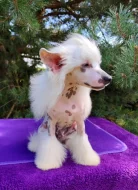 Čínský chocholatý pes - štěně s PP