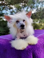 Čínský chocholatý pes - štěně s PP