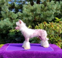 Čínský chocholatý pes - štěně s PP