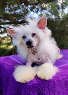 Čínský chocholatý pes - štěně s PP