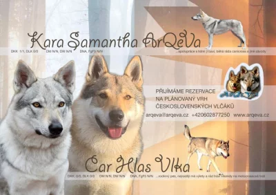 Československý vlčák s PP