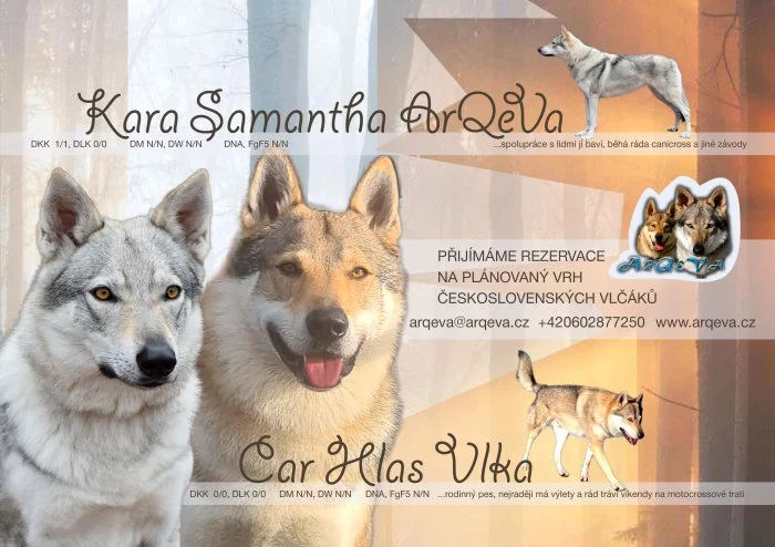 Československý vlčák s PP