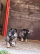 Německý vlčí špic