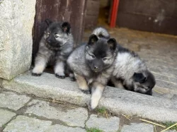 Německý vlčí špic