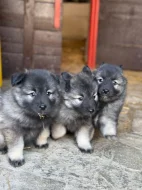 Německý vlčí špic