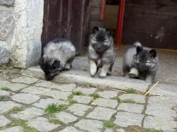 Německý vlčí špic