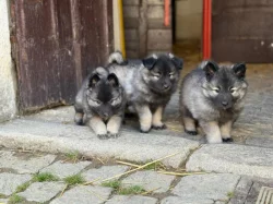 Německý vlčí špic