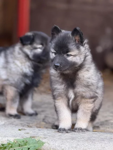 Německý vlčí špic