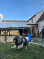 Německý vlčí špic