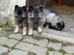 Německý vlčí špic