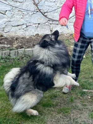 Německý vlčí špic