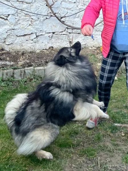 Německý vlčí špic