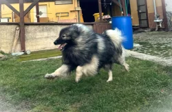 Německý vlčí špic