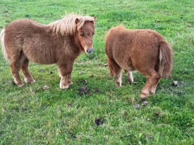 Pony shetland letošní klisna