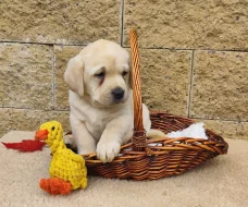 Nabídka štěňat labradorského retrievera