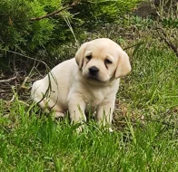 Nabídka štěňat labradorského retrievera