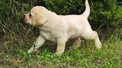 Nabídka štěňat labradorského retrievera