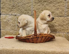 Nabídka štěňat labradorského retrievera