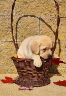 Nabídka štěňat labradorského retrievera