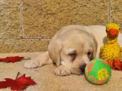 Nabídka štěňat labradorského retrievera