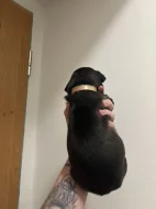 Prodám štěňátka Blue Staford x Pitbull