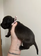 Prodám štěňátka Blue Staford x Pitbull