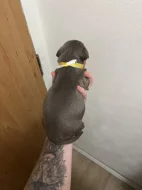 Prodám štěňátka Blue Staford x Pitbull