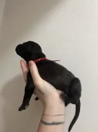 Prodám štěňátka Blue Staford x Pitbull