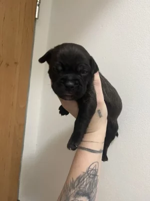 Prodám štěňátka Blue Staford x Pitbull