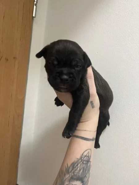 Prodám štěňátka Blue Staford x Pitbull