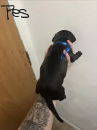 Prodám štěňátka Blue Staford x Pitbull