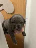 Prodám štěňátka Blue Staford x Pitbull