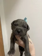 Prodám štěňátka Blue Staford x Pitbull
