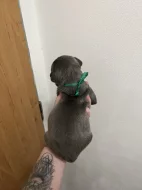 Prodám štěňátka Blue Staford x Pitbull