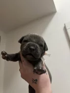 Prodám štěňátka Blue Staford x Pitbull