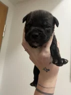 Prodám štěňátka Blue Staford x Pitbull